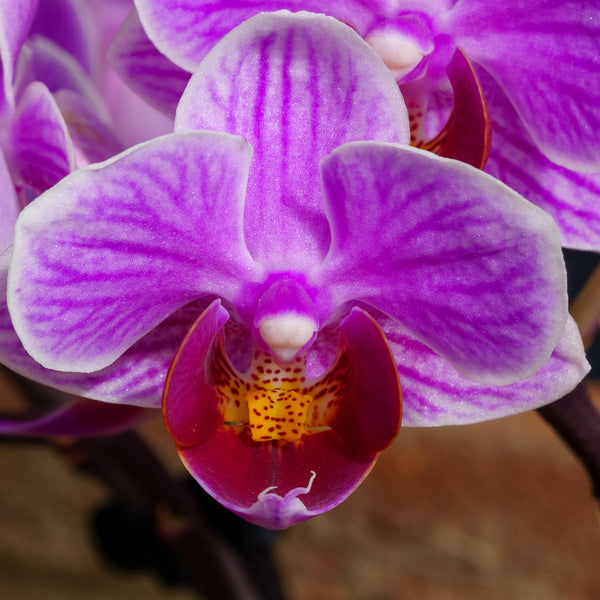 Double Stem Moth Orchid