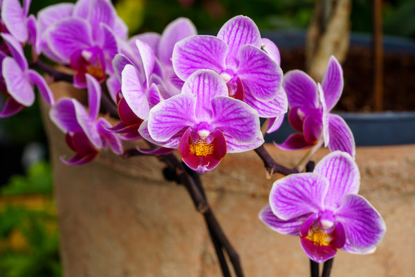 Double Stem Moth Orchid