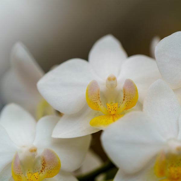 Piccola Moth Orchid