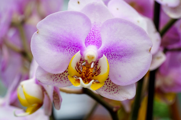 Double Stem Moth Orchid