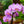 Load image into Gallery viewer, Double Stem Moth Orchid
