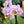 Load image into Gallery viewer, Double Stem Moth Orchid
