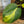 Load image into Gallery viewer, Philodendron Brasil
