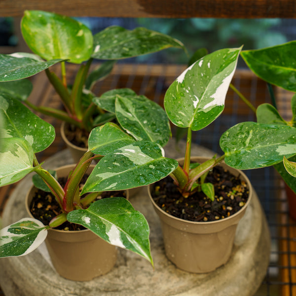 Philodendron White Princess