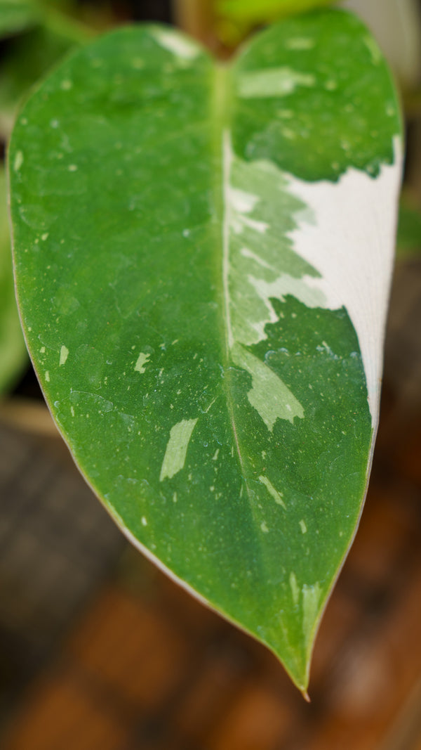 Philodendron White Princess