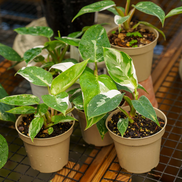 Philodendron White Princess