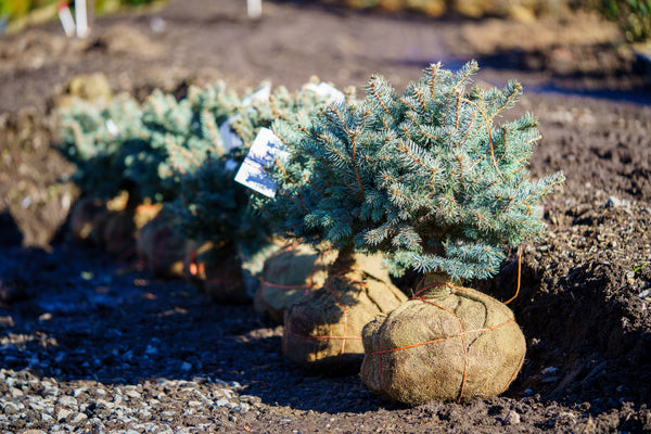 Blue Tear Drop White Spruce - Spruce - Conifers