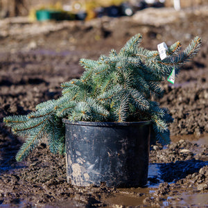 Weeping Colorado Spruce - Spruce - Conifers