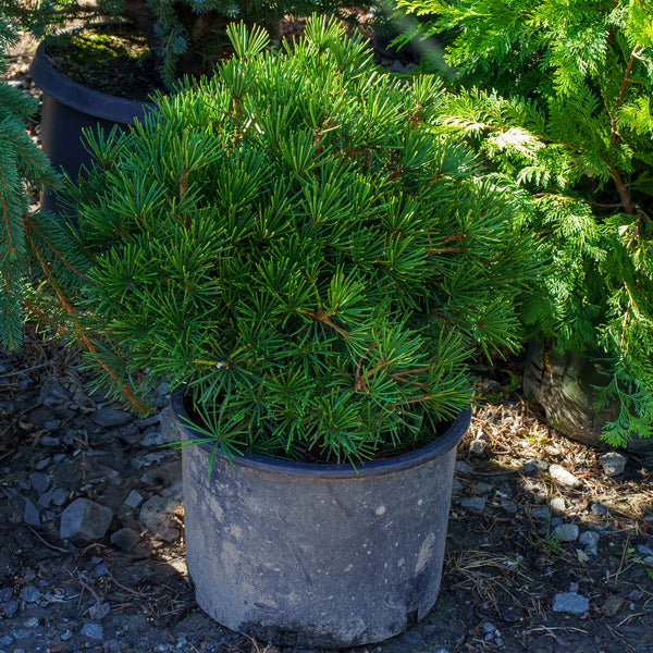 Picola Japanese Umbrella Pine