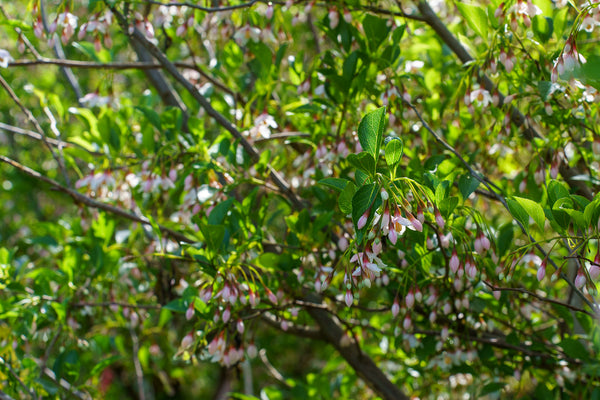 Pink Chimes Japanese Snowbell