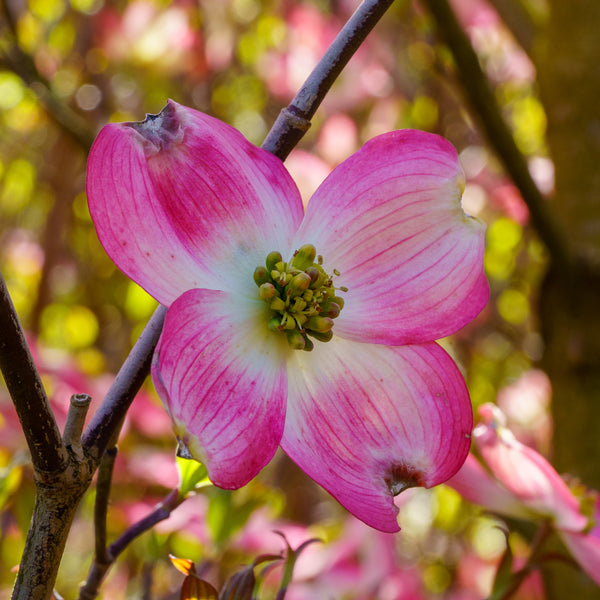 Pink Flowering Dogwood - Dogwood Tree - Flowering Trees