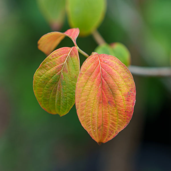 Pink Flowering Dogwood