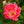 Load image into Gallery viewer, Pink Knock Out Rose - Rose - Shrubs
