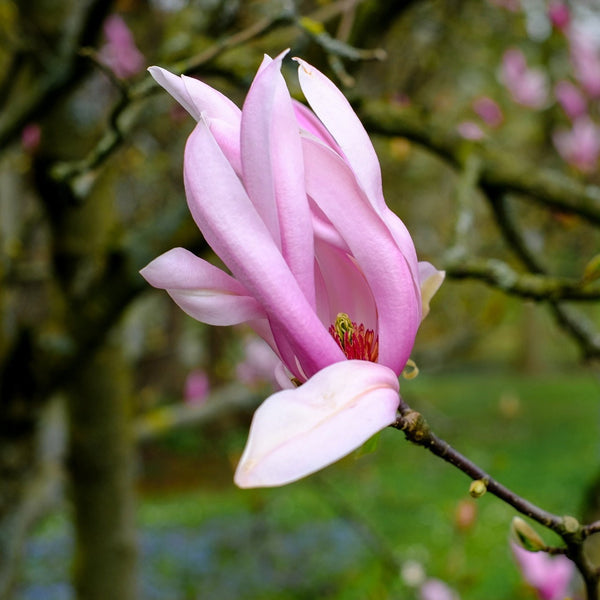 Pink Star Magnolia