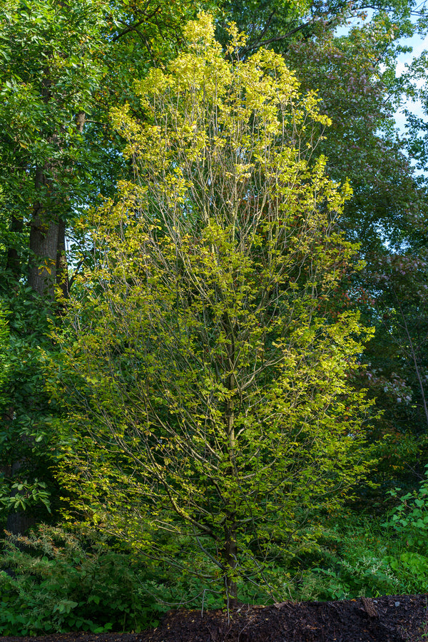 Pinocchio Hornbeam