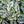 Load image into Gallery viewer, Polka Dot Plant - Other Houseplants - Houseplants
