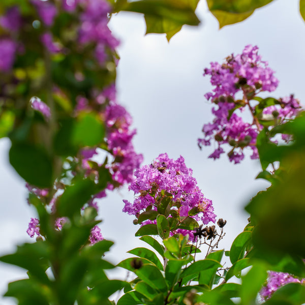 Powhatan Crape Myrtle