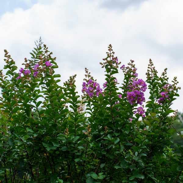 Powhatan Crape Myrtle