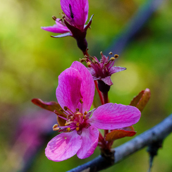 Prairie Fire Japanese Crabapple - Crabapple - Flowering Trees