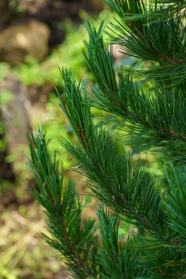 Prairie Statesman Swiss Stone Pine