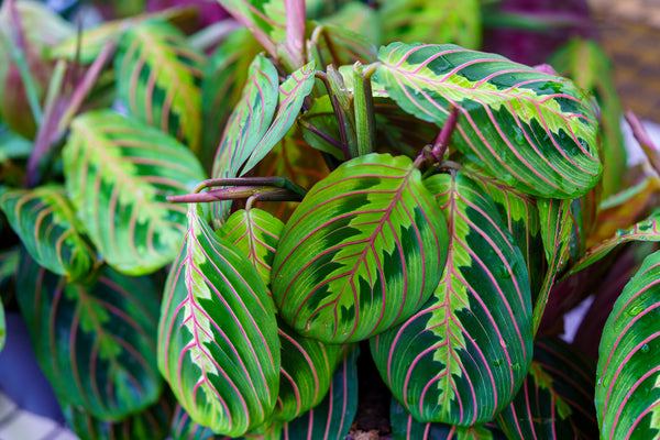 Prayer Plant - Other Houseplants - Houseplants