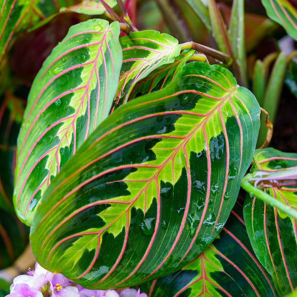 Prayer Plant - Other Houseplants - Houseplants