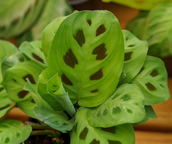 Prayer Plant