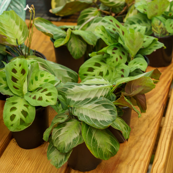 Prayer Plant