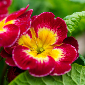 Primrose - Early Spring Other Perennials - Perennials