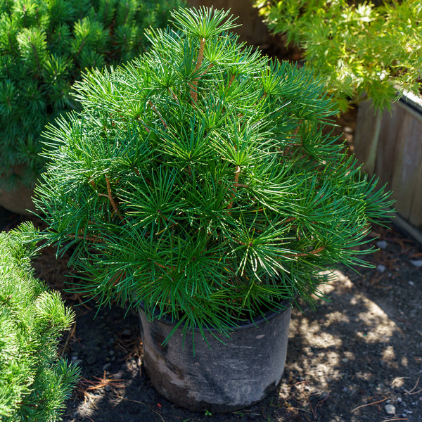 Propeller Japanese Umbrella Pine