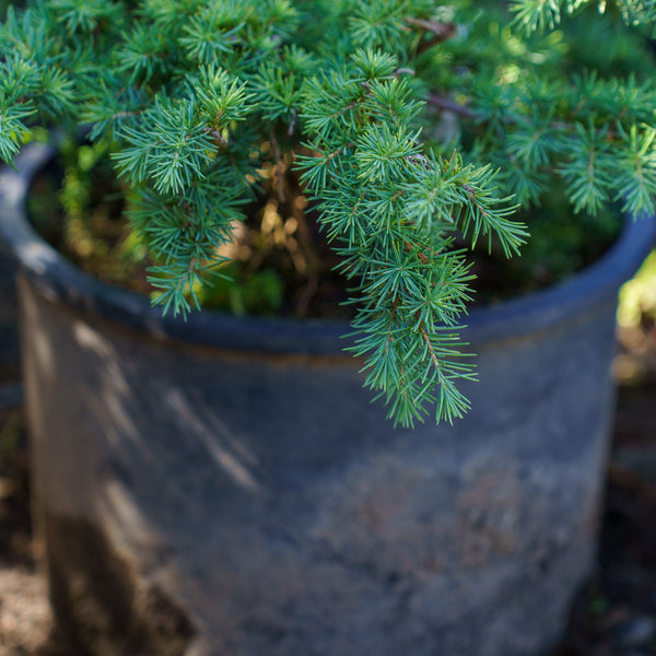 Prostrate Beauty Deodar Cedar