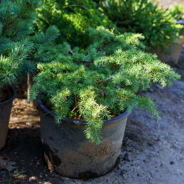 Prostrate Beauty Deodar Cedar