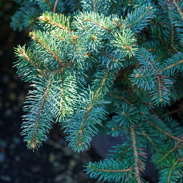 Prostrate Colorado Blue Spruce