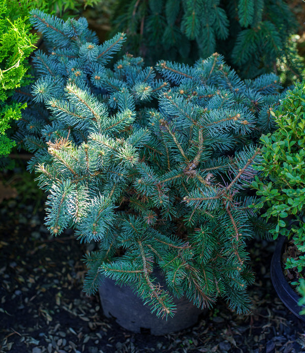 Prostrate Colorado Blue Spruce