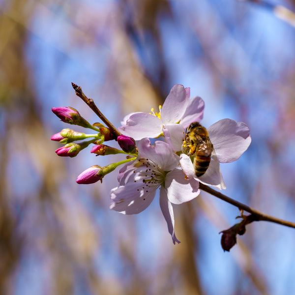 Yoshino Cherry - Cherry - Flowering Trees