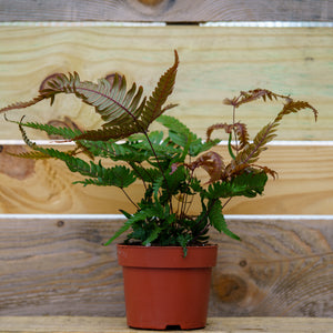 Tricolor Fern - Ferns Houseplant Ferns - Perennials