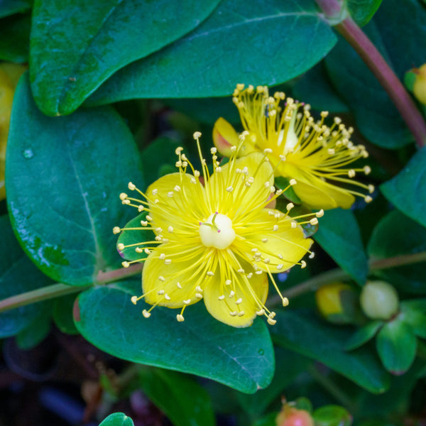 Pumpkin St. John's Wort - St. John's Wort - Shrubs