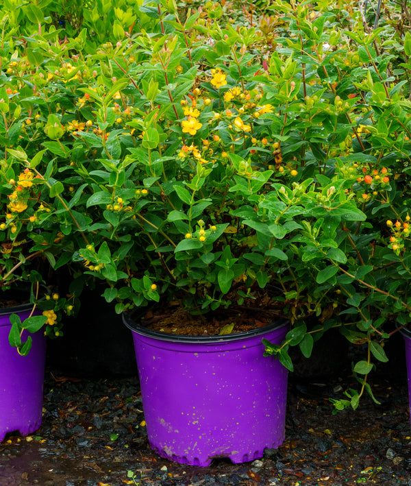 Pumpkin St. John's Wort - St. John's Wort - Shrubs