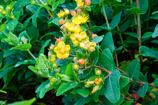 Pumpkin St. John's Wort - St. John's Wort - Shrubs