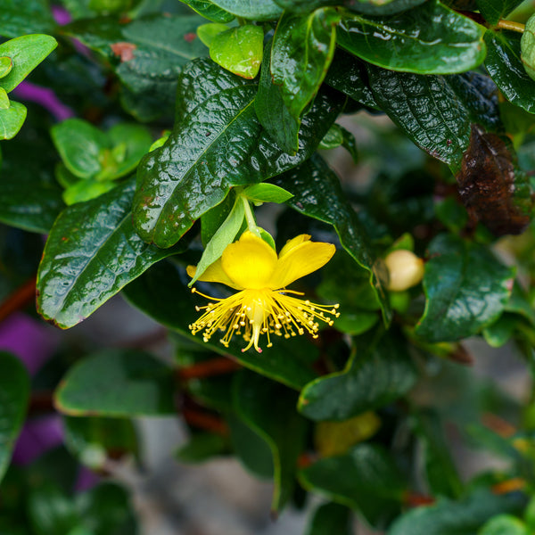 Pumpkin St. John's Wort