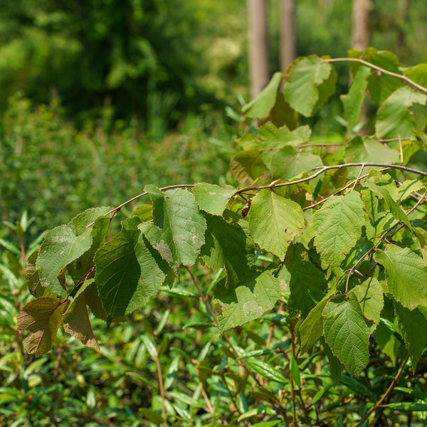 Purple Leaf Bailey Select Hazelnut