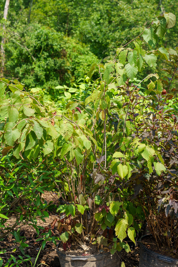 Purple Leaf Bailey Select Hazelnut