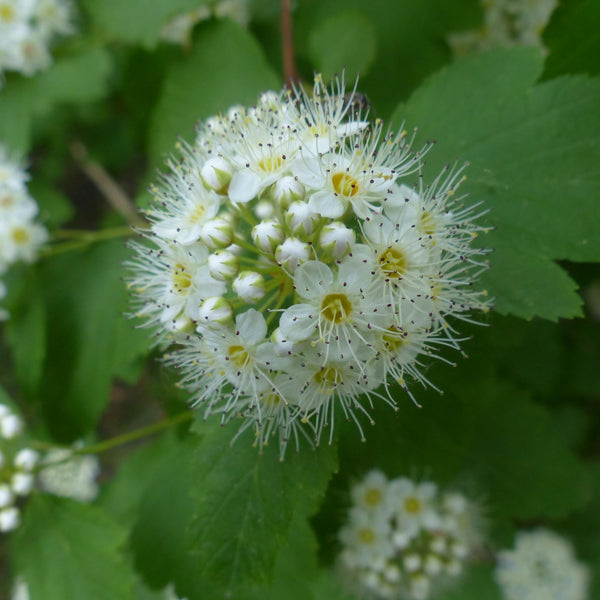 Raspberry Lemonade Ninebark - Ninebark - Shrubs