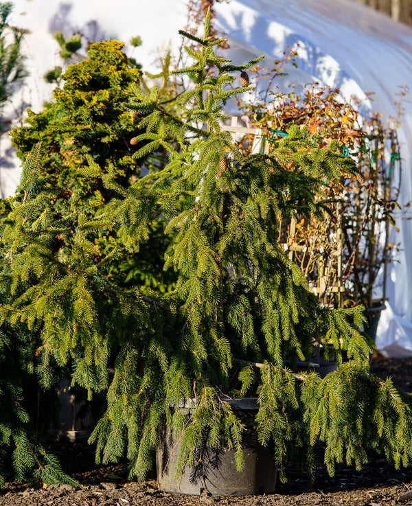 Red Cone Norway Spruce - Spruce - Conifers