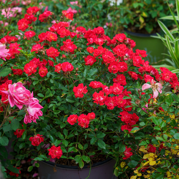 Red Dift Rose - Rose - Shrubs