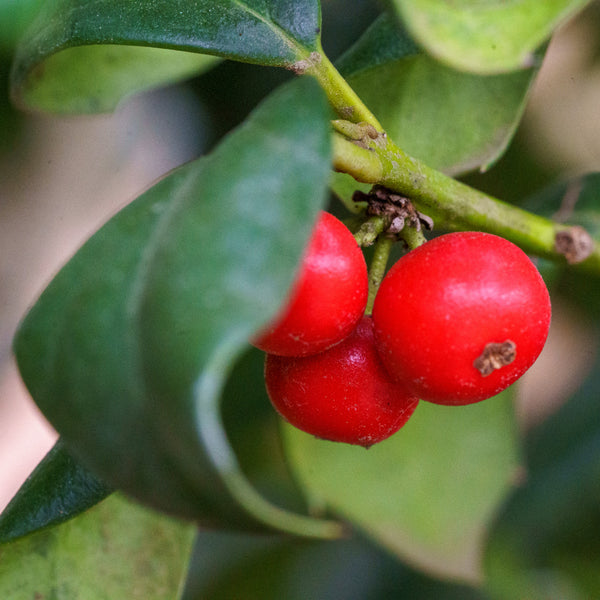 River Queen Holly - Holly - Hollies