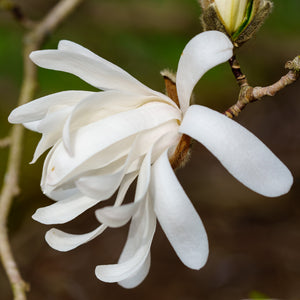 Royal Star Magnolia - Magnolia - Flowering Trees