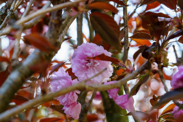 Royal Burgundy Flowering Cherry - Cherry - Flowering Trees