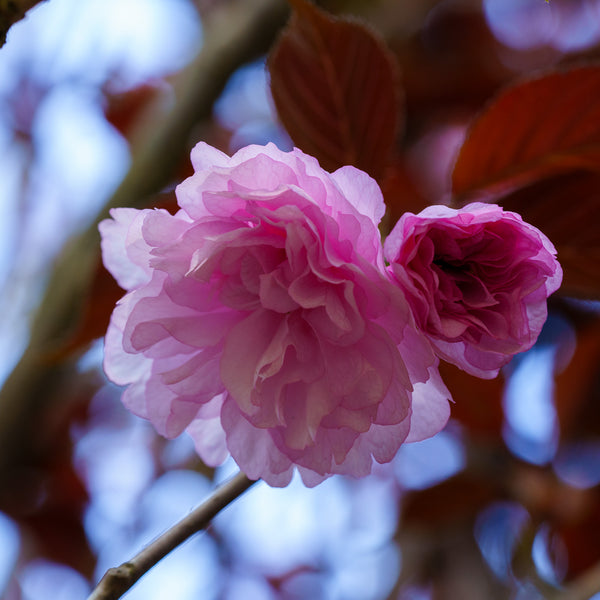 Royal Burgundy Flowering Cherry - Cherry - Flowering Trees