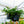 Load image into Gallery viewer, Rabbit&#39;s Foot Fern - Houseplant Ferns - Houseplants
